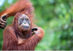 An orangutan itching in Tanjung Puting National Park