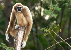 A Wild Gibbon