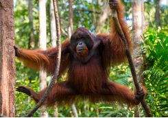 An orangutan hanging from trees