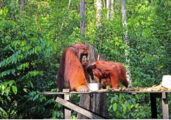 An Orangutan feeding platform
