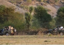 Rawla Narlai leopard safari