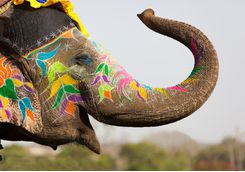 Amber fort elephant