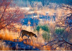 tiger ranthambore national park