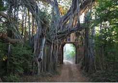 Ranthambore national park tree gate