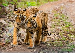 ranthambore national park tigers