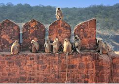 ranthambore national park fort monkeys