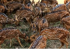 ranthambore national park deer