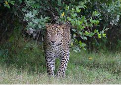 Leopard safari