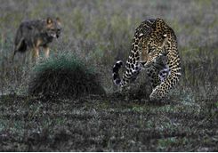 Leopard Spotting