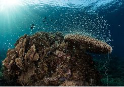 An underwater photo of a coral reef in Komodo
