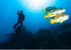 A scuba diver in Komodo with fish
