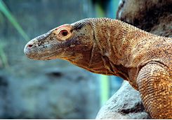 A komodo dragon