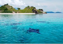 Manta Rays in Komodo