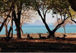Deer resting on Komodo Island