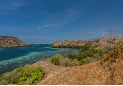 Flora on Komodo hike