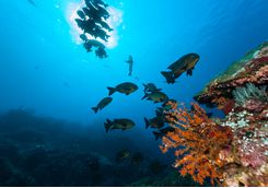 Coral reef and fish in Komodo