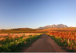 Vineyard road