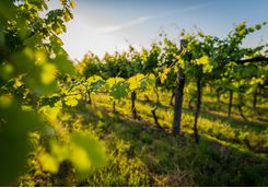 Vines, South Africa
