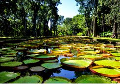 Botanical Gardens Mauritius