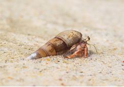 Hermit crab in the Andaman Islands