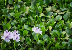 lake vembanad waterlilies