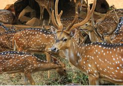 deer in nagarhole national park