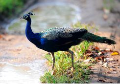 peacock in nagarhole national park
