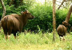 bison in nagarhole national ark