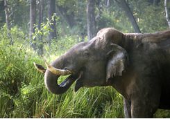 elephant in nagarhole national ark