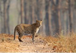 leopard in nagarhole national ark