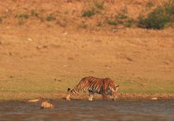 tiger kabini wetlands