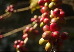 coorg coffee beans