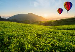 Balloons flying over the tea hills in Sri Lanka