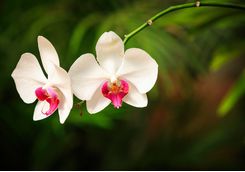 Orchids in Kandy