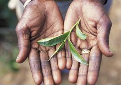A tea leaf