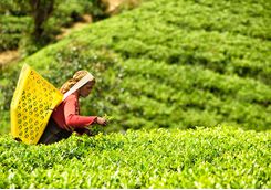A tea farmer picking tea leaves