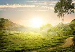 Sunrise over the tea hills