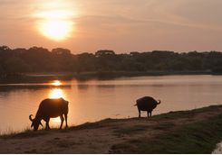 Water buffalo drinking at Yala
