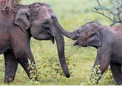 Elephants playing in Yala
