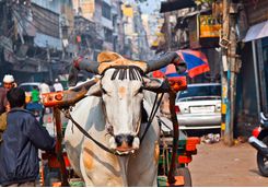 Delhi Street