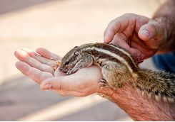 Squirrel, India