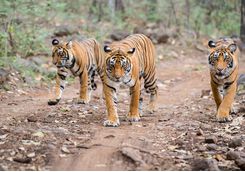 Tigers, India