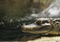Crocodile, India