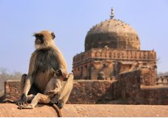 Ranthambore Fort