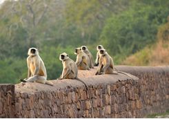 Monkeys, Ranthambore