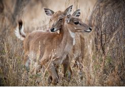 Deers, Ranthambore National Park