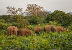 udawalawe