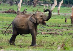 chena huts elephant