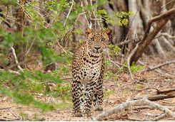 chena huts yala leopard