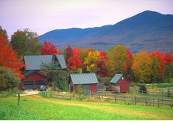 Trees in Vermont